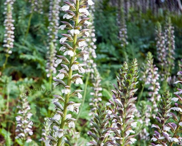 Acanthus mollis