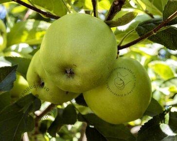 Malus domestica 'Golden Delicious' - halfstam