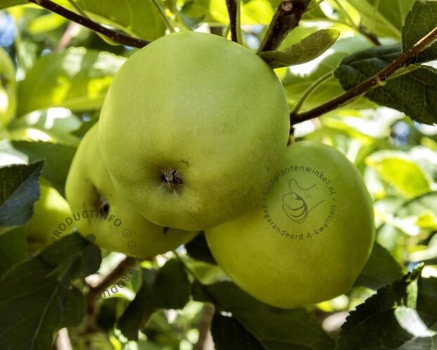 Malus domestica 'Golden Delicious' - halfstam