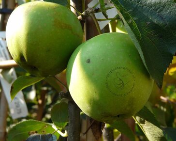 Malus domestica 'Golden Delicious' - halfstam