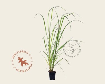 Pennisetum alopecuroides 'Black Beauty'