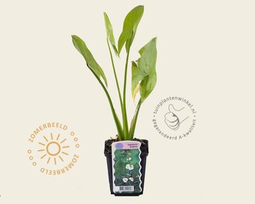 Sagittaria latifolia