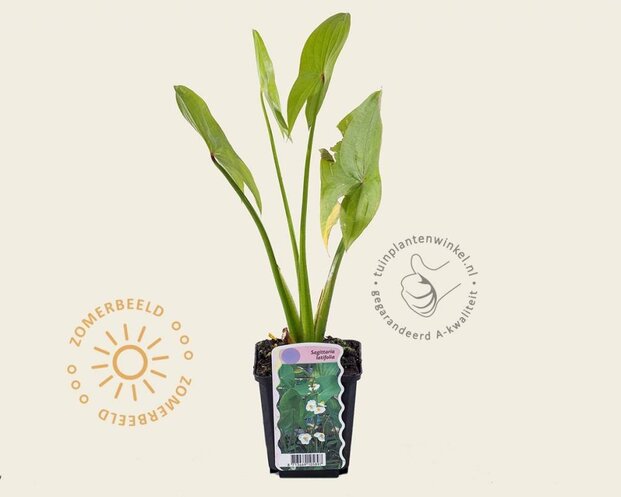 Sagittaria latifolia