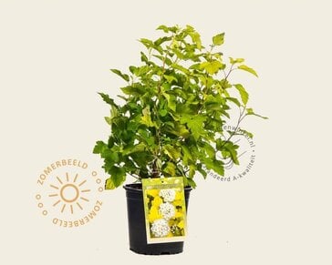 Physocarpus opulifolius 'Dart's Gold'