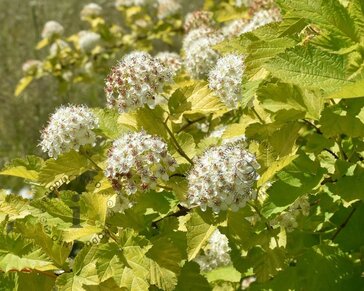 Physocarpus opulifolius 'Dart's Gold'