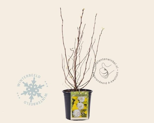 Physocarpus opulifolius 'Dart's Gold'