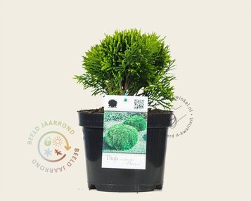 Thuja occidentalis 'Danica' image