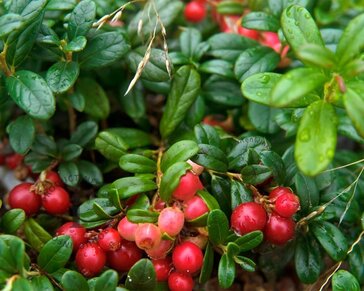 Vaccinium vitis-idaea 'Red Candy'