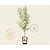 Prunus persica 'Suncrest' - mini