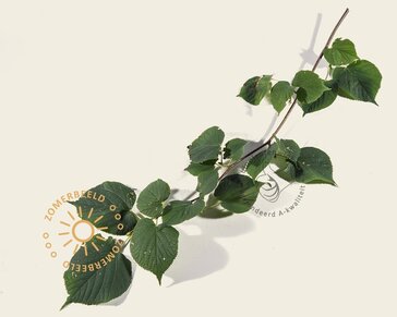 Lei-Linde - Small - pakket 6 stuks + EXTRA'S!