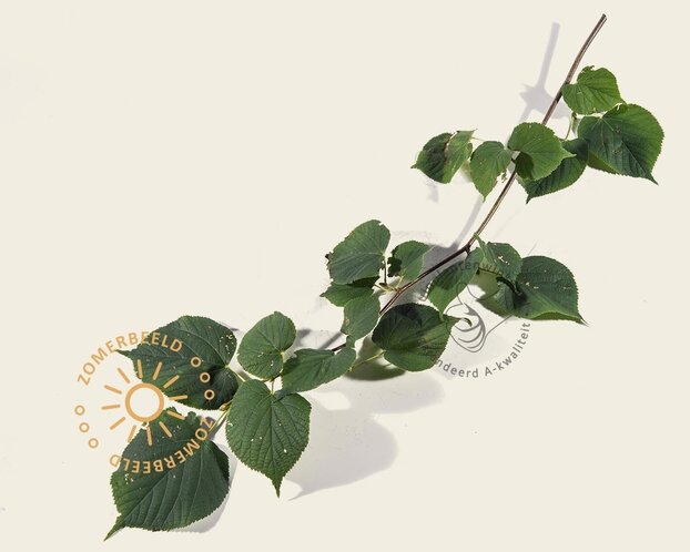 Lei-Linde - Small - pakket 6 stuks + EXTRA'S!