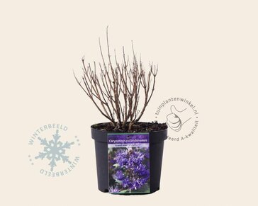 Caryopteris x clandonensis 'Grand Blue'