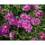 Delosperma cooperi