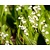 Convallaria majalis