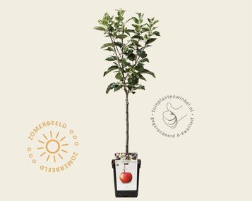 Malus domestica 'James Grieve' - mini image