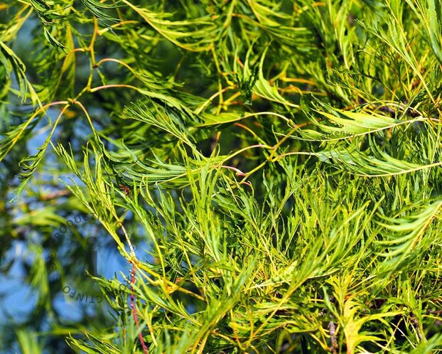 Alnus glutinosa 'Imperialis'