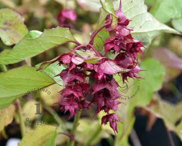 Leycesteria formosa