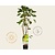 Ribes rubrum - Witte Bes-
