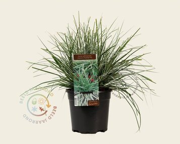 Carex oshimensis 'Everest' image