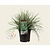 Carex oshimensis 'Everest'