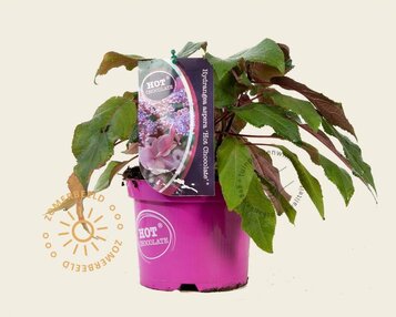 Hydrangea aspera 'Hot Chocolate' image