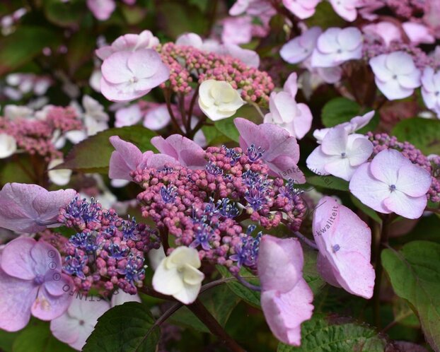 Hydrangea aspera 'Hot Chocolate'