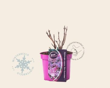 Hydrangea aspera 'Hot Chocolate'