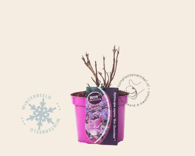 Hydrangea aspera 'Hot Chocolate'