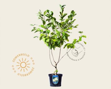 Magnolia 'Goldstar' image