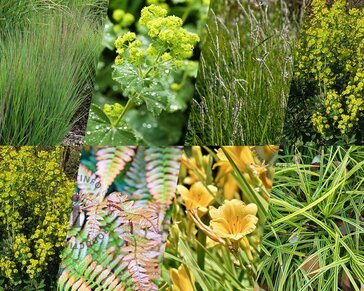 Borderpakket Flava schaduw-halfschaduw - (pakket 07)