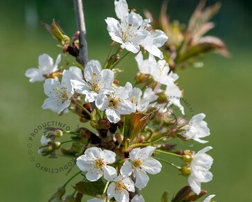 Lei-sierkers 'Umineko' - Classic - pakket 6 stuks + EXTRA'S!