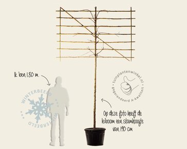 Lei-sierkers 'Umineko' - Classic - pakket 6 stuks + EXTRA'S!