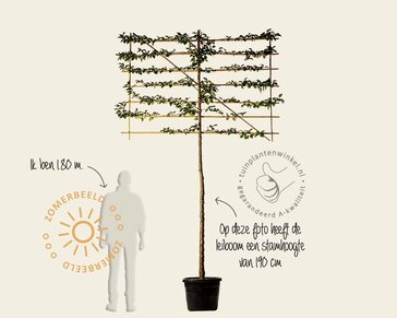 Lei-sierkers 'Umineko' - Classic - pakket 5 stuks + EXTRA'S!