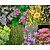 Borderpakket Variegata zon-halfschaduw - (pakket 16)