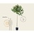 Platanus 'Alphen's Globe' - 225 cm stam