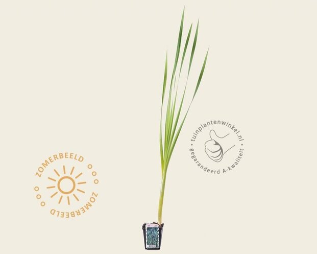 Typha latifolia