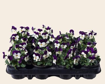 Viool Mini 'Callisto Wit-paarse Vlag' - Tray 12 st. image