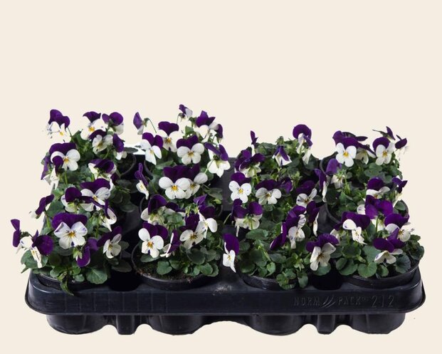 Alleen in winkel Viool Mini 'Callisto Wit-paarse Vlag' - Tray 12 st.