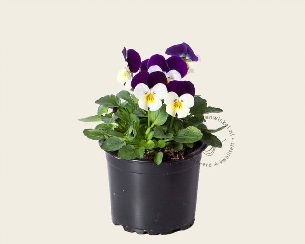 Alleen in winkel Viool Mini 'Callisto Wit-paarse Vlag' - Tray 12 st.