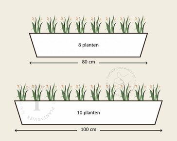 Alleen in winkel Viool Mini 'Callisto Wit-paarse Vlag' - Tray 12 st.