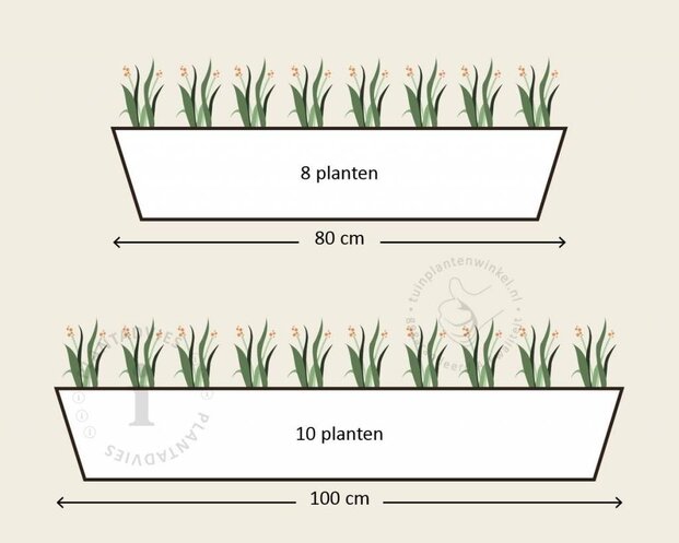 Alleen in winkel Viool Mini 'Callisto Wit-paarse Vlag' - Tray 12 st.