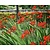 Crocosmia 'Lucifer'