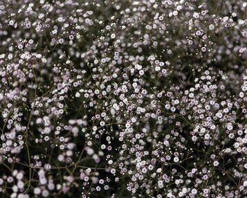 Gypsophila 'Rosenschleier' image