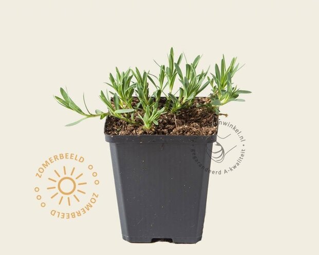 Gypsophila 'Rosenschleier'