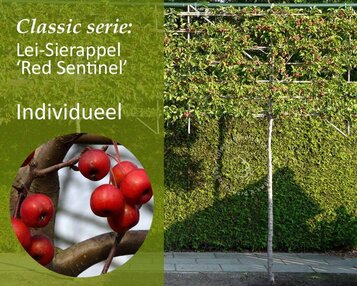 Malus red sentinel leiboom - Rek 200x130 cm image