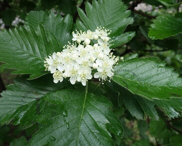 Sorbus aria 'Magnifica'