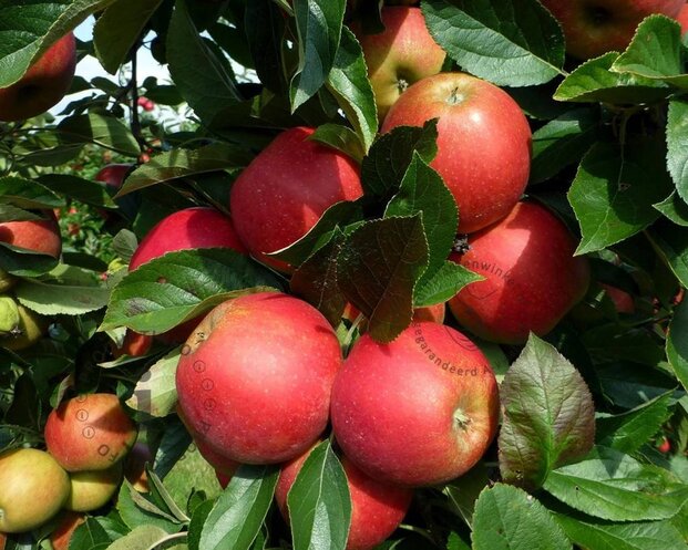 Malus domestica 'Elstar' - halfstam