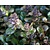 Ajuga reptans 'Atropurpurea'