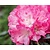 Rhododendron yakushimanum 'Fantastica'