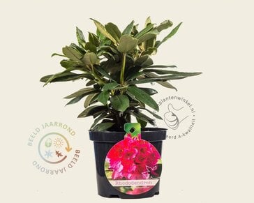 Rhododendron yakushimanum 'Fantastica'